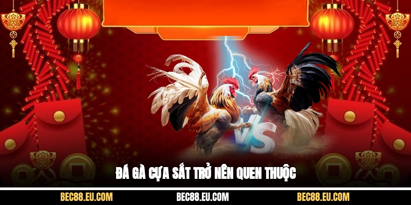 Đá gà cựa sắt trở nên quen thuộc