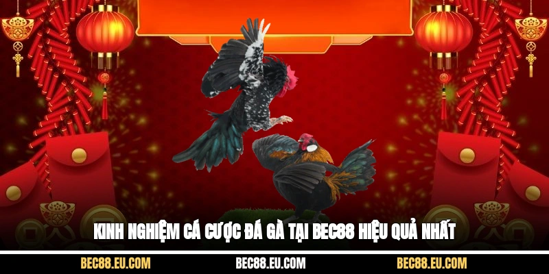Kinh nghiệm cá cược đá gà tại Bec88 hiệu quả nhất