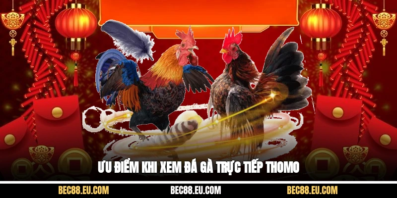 Ưu điểm khi xem đá gà trực tiếp thomo