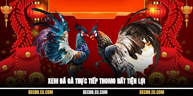 Xem đá gà trực tiếp thomo rất tiện lợi